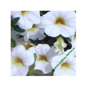 Callie ( million bells)  blanc