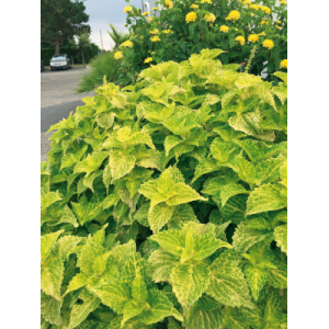 Coléus grand electric x 1