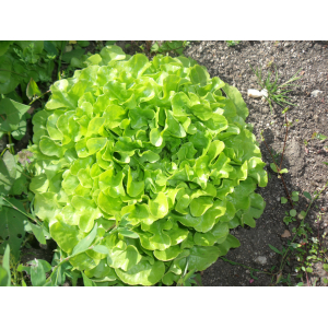 Salade feuille de chêne verte