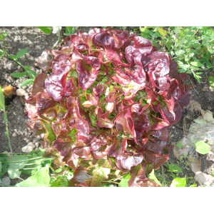 Salade feuille de chêne rouge