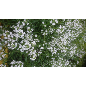 Lobularia blanc