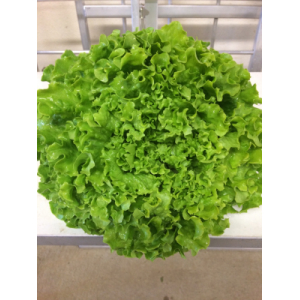 Salade variété batavia blonde