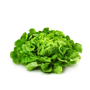 Salade feuille de chêne blonde