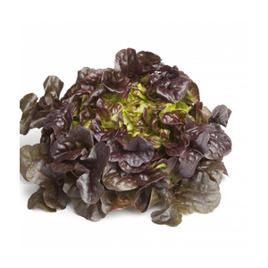 Salade feuille de chêne rouge