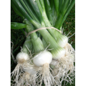 Oignon blanc petit en botte