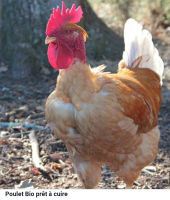 Poulet de chair 1kg800 - 2kg000