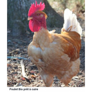 Poulet de chair 2kg000 - 2kg200