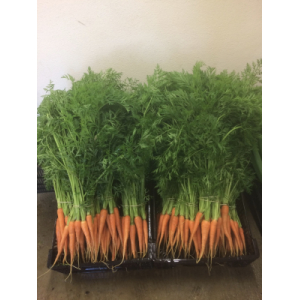 Carottes nouvelles botte