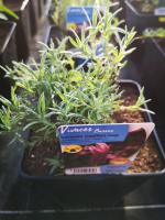 Lavande papillon violet en pot de 3l