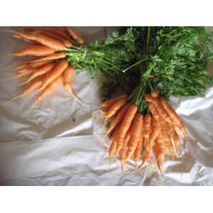 Carottes nouvelles bottes