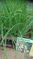 Plant d'oignons blanc par 6