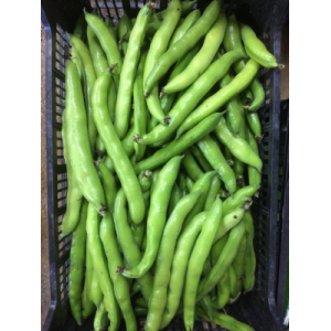 Fèves variété aquadulce