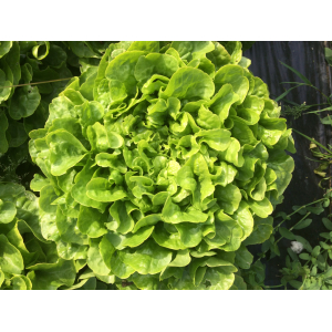 Salad feuille de chêne blonde