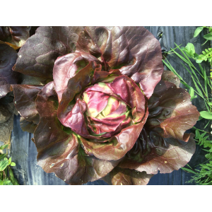 Salade variété laitue rouge