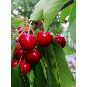 Cerises fraiches