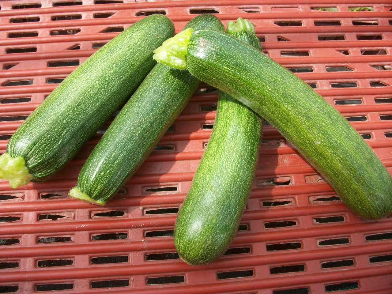 Courgette Verte 500 G Les Jardiniers De St Germain Locavorfr