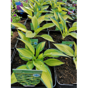 Hosta en pot de 3l