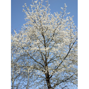 🐝duo bourdaine - printemps (6)