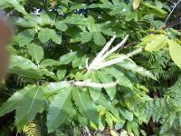 Duo ronce-châtaignier - bourdaine (7)