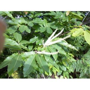 Duo ronce-châtaignier - bourdaine (7)