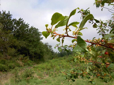Duo bourdaine - châtaignier (4)