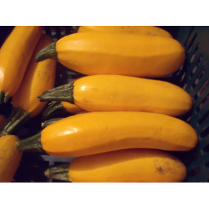 Courgette jaune