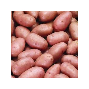 Pommes de terre nouvelle rosabelle