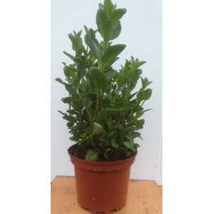 Menthe verte en pot de 17 cm