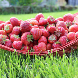 Fraise