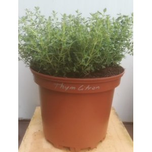 Thym citron en pot de 17 cm