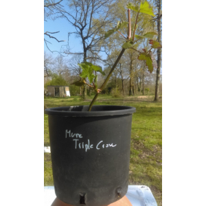 Mure sans epines triple crown