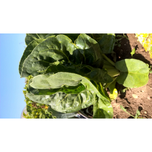 Botte de blettes blanches et vertes