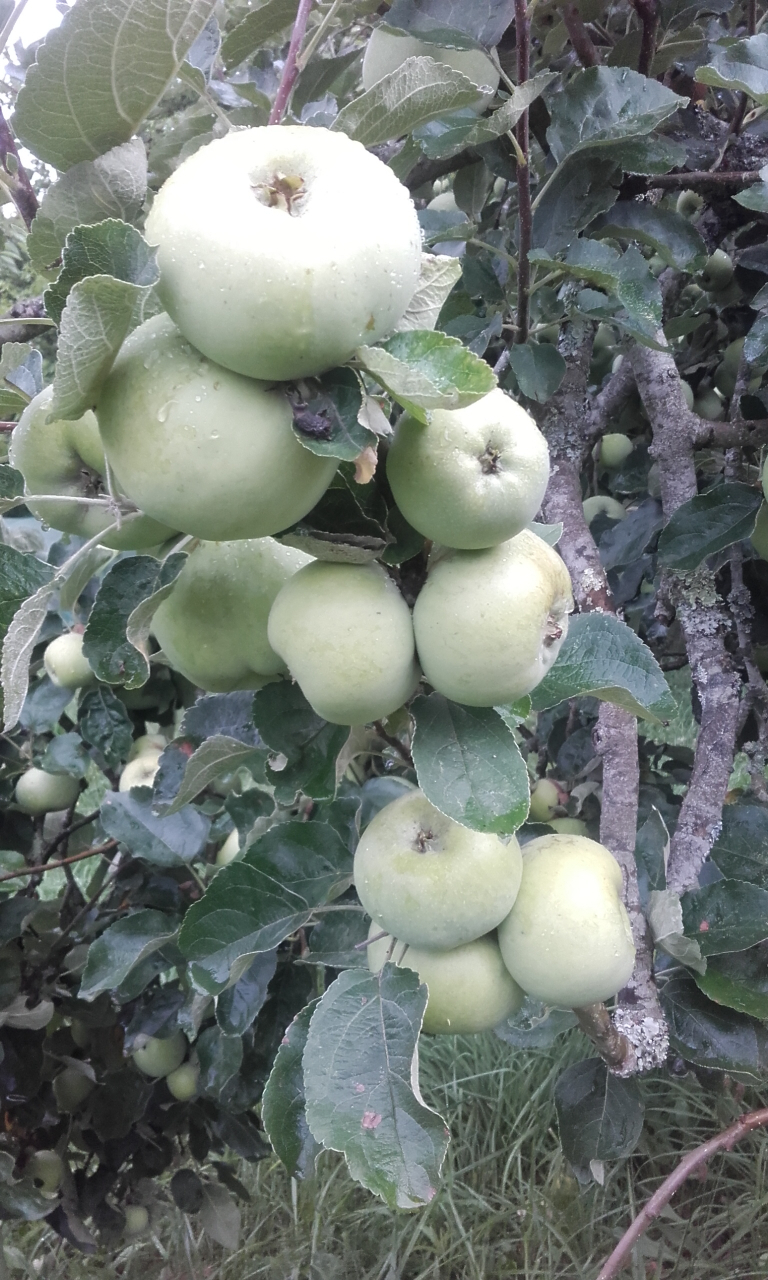 Pomme transparente blanche - 1 kg - Alexandre De Kok  Equibioland -  Locavor.fr