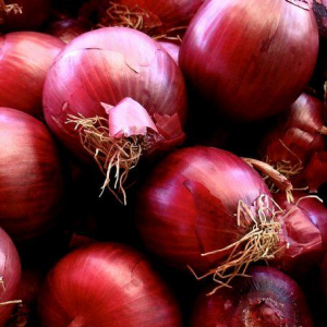 Oignons rouges nouveaux en bottes