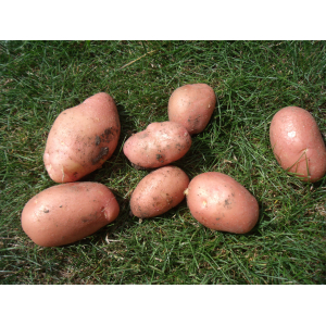 Pomme de terre peau rose 'manitou'