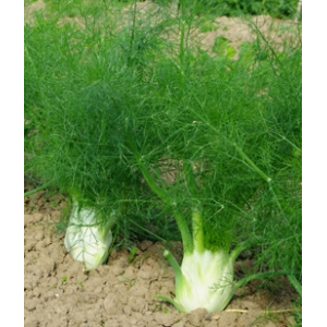 Fenouil