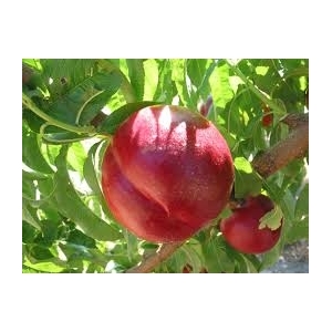Nectarines blanches ou jaunes en 500