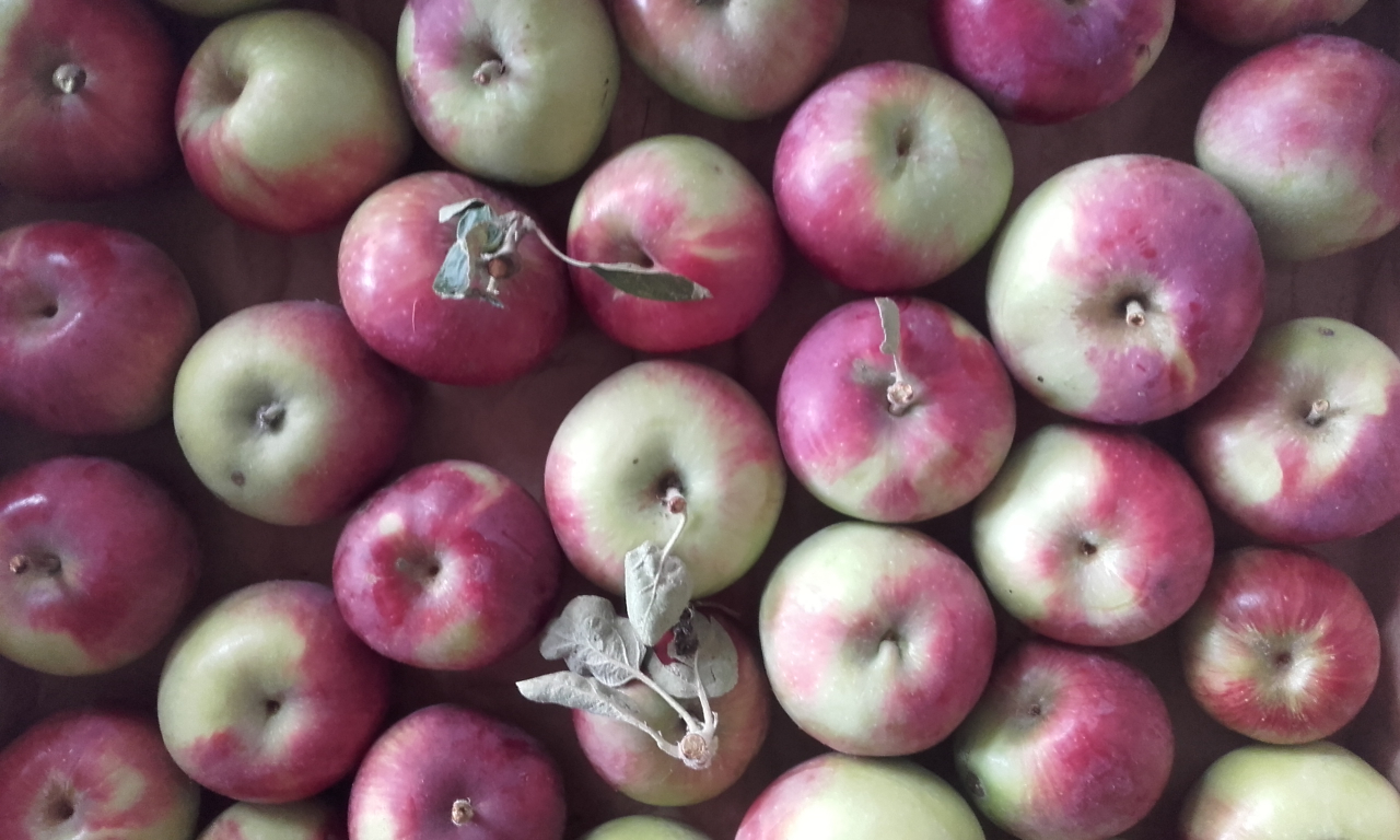 Pommes bio ,bicolores et /ou verte - 1 kg - Alexandre De Kok / Equibioland  