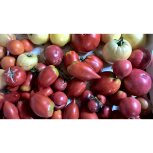 Tomates anciennes en mélange
