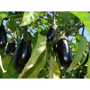 Aubergine