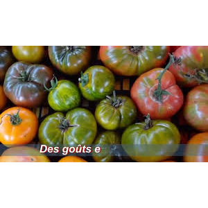 Tomate ancienne assortie kg