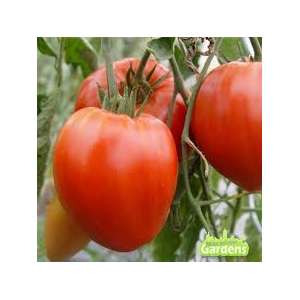 Tomate coeur de boeuf kg