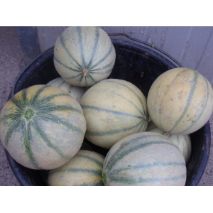 Melons