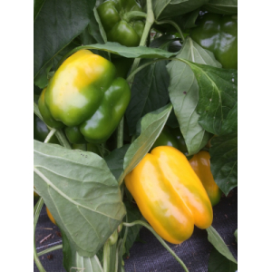 Poivron jaune