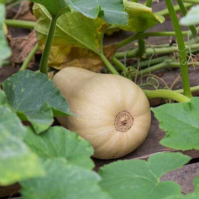 Butternut