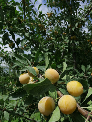 Mirabelles surgelées