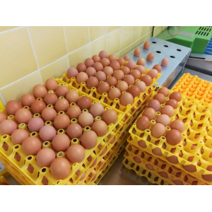 Plaque de 30 œufs bio