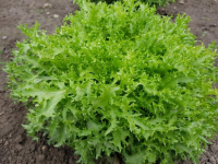 Salade frisée (grosse)