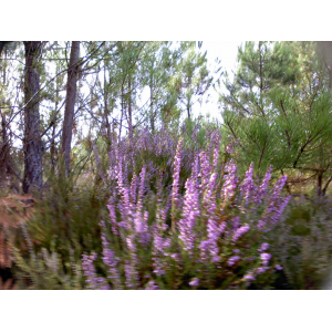 🐝😋assortiment de miels en trio (4)