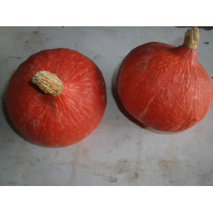 Potimarron environ 1kg300 et 1kg600